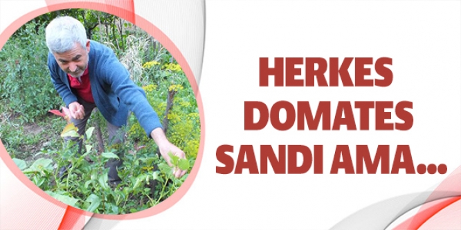 HERKES DOMATES SANDI AMA..