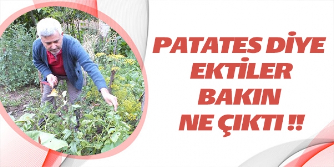 PATATES DİYE EKTİLER BAKIN NE ÇIKTI !!